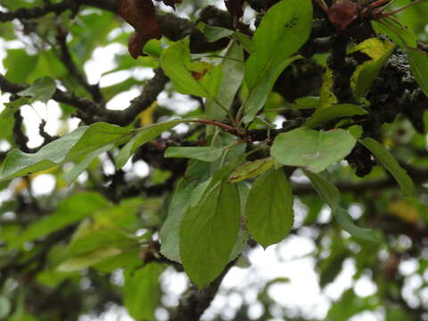 Image of Chinese crab apple