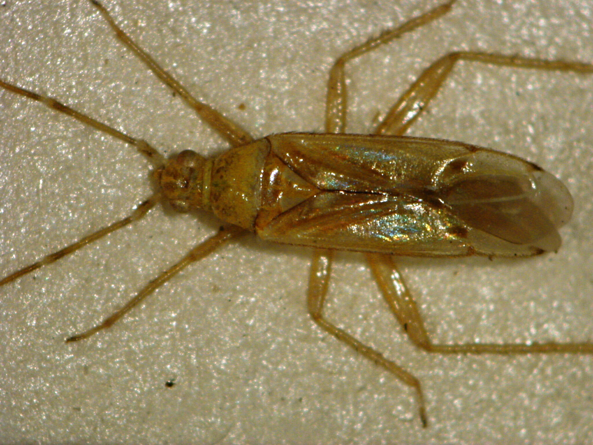 Image of Microphysoidea