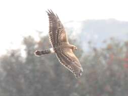 Image of Pallid Harrier