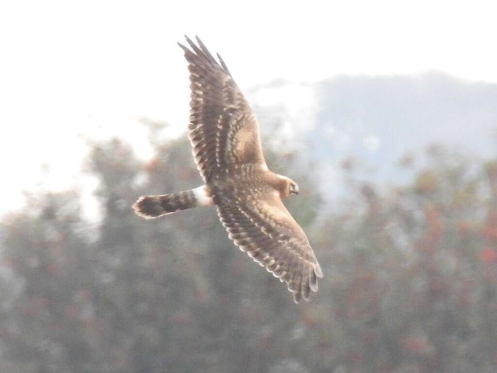 Image of Pallid Harrier