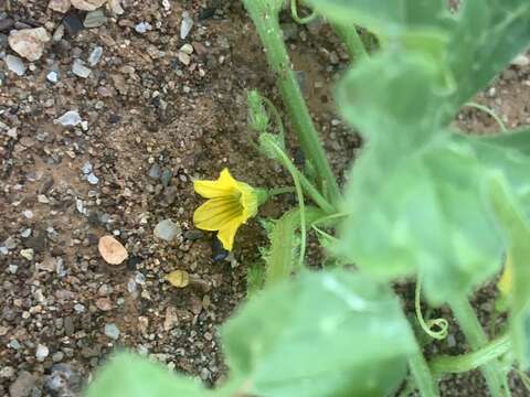 Image of gooseberry gourd