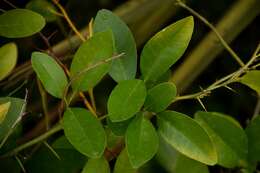 Image of Citrus × sinensis