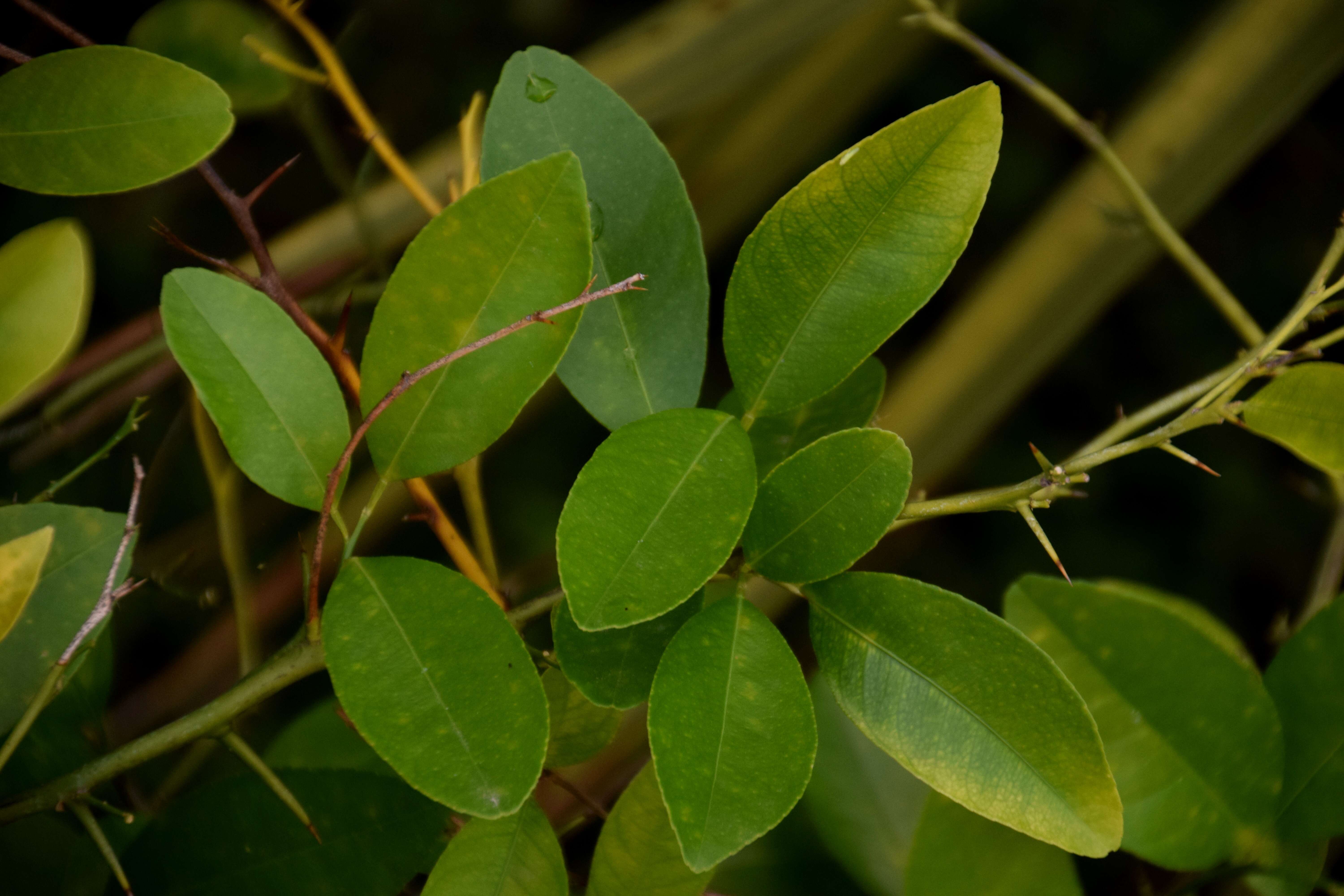 Image of Citrus × sinensis