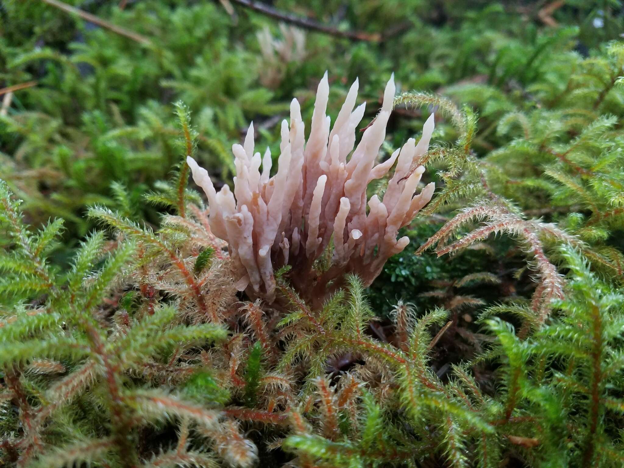 Image of Clavulina castaneipes (G. F. Atk.) Corner 1950