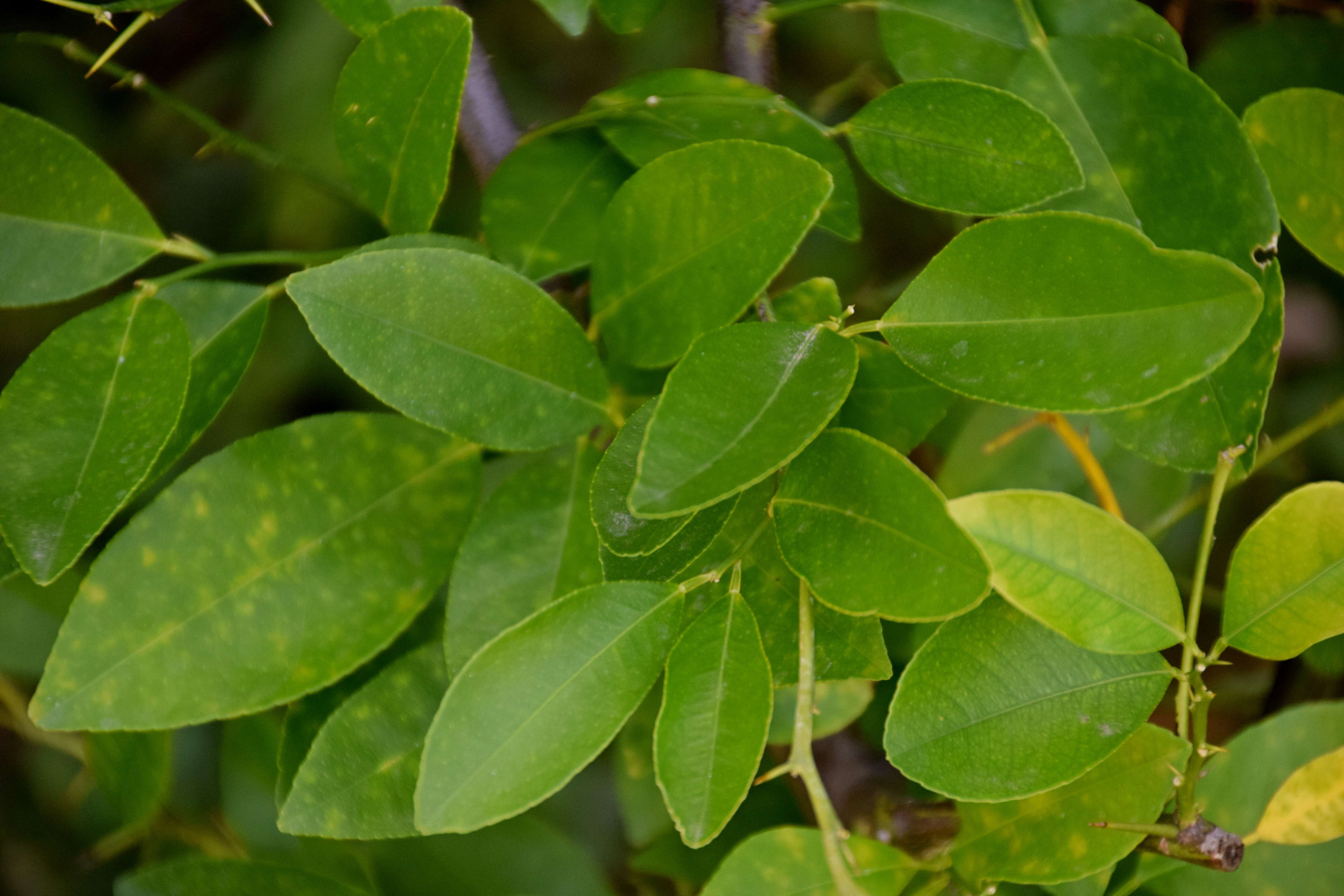 Image of Citrus × sinensis