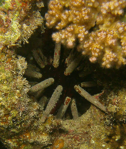 Image of Imperial urchin