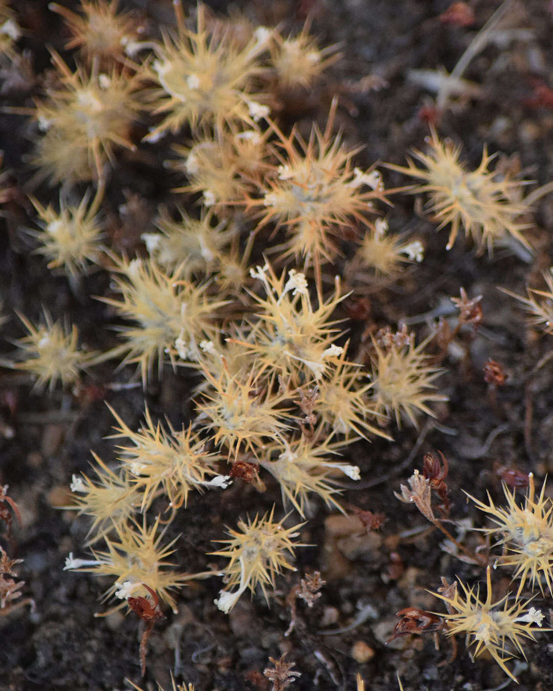 Image de Navarretia intertexta subsp. propinqua (Suksd.) A. G. Day