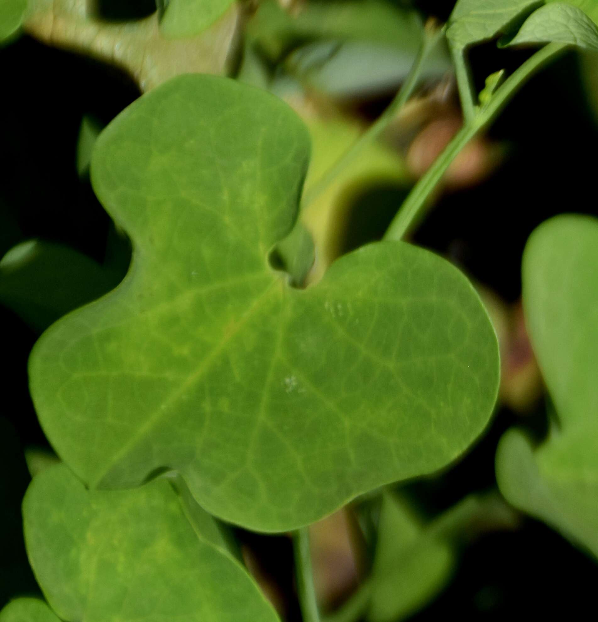 Image of Aristolochia fimbriata Cham.