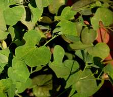 Image of Aristolochia fimbriata Cham.