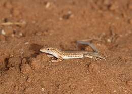 Image of Golden Fringe-fingered Lizard