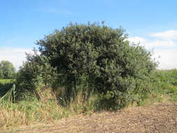 Image of Grey Willow