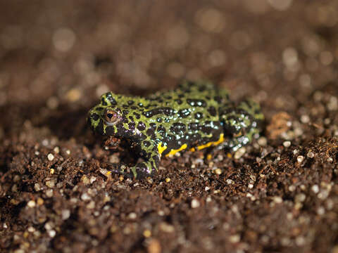 Image de Bombina orientalis (Boulenger 1890)