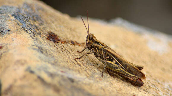 Chorthippus (Glyptobothrus) biguttulus (Linnaeus 1758) resmi