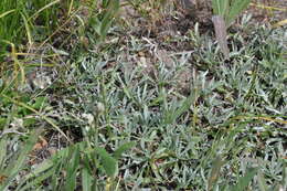 Imagem de Antennaria rosea subsp. pulvinata (Greene) R. J. Bayer