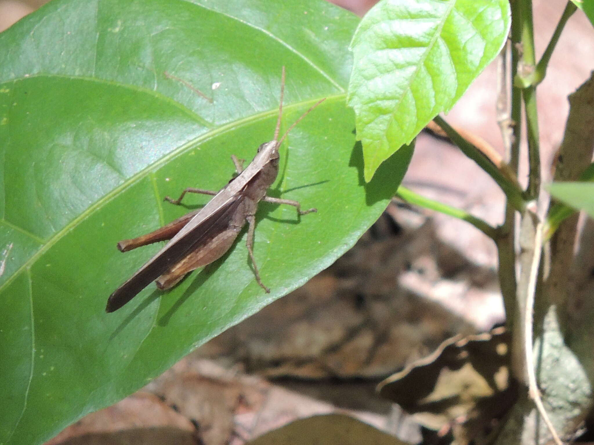 صورة Orphula vitripennis (Bruner & L. 1904)