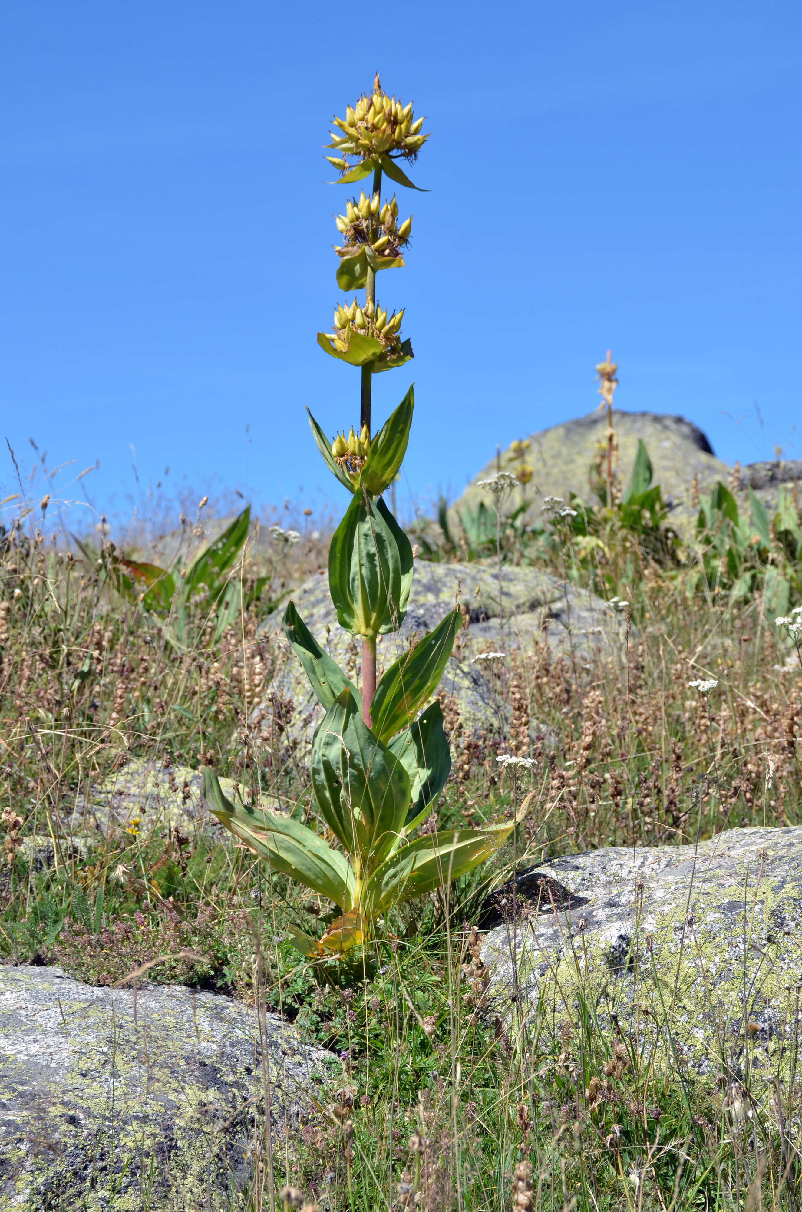 Image of bitter root