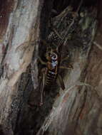 Image of Hemiandrus maia Taylor Smith, Morgan-Richards & Trewick 2013