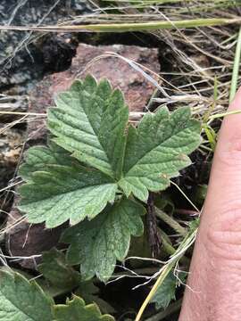 Image of whiteflower cinquefoil