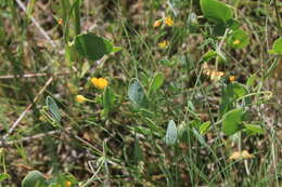 Image of yellow crownvetch