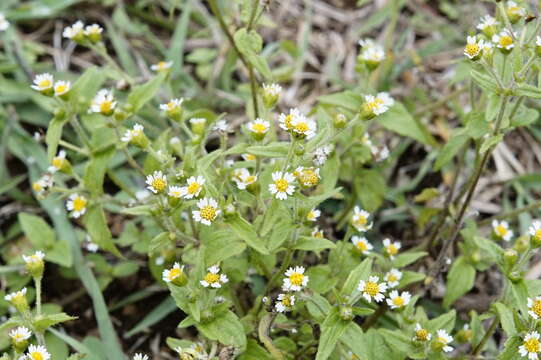 Image of Smooth peruvian daisy