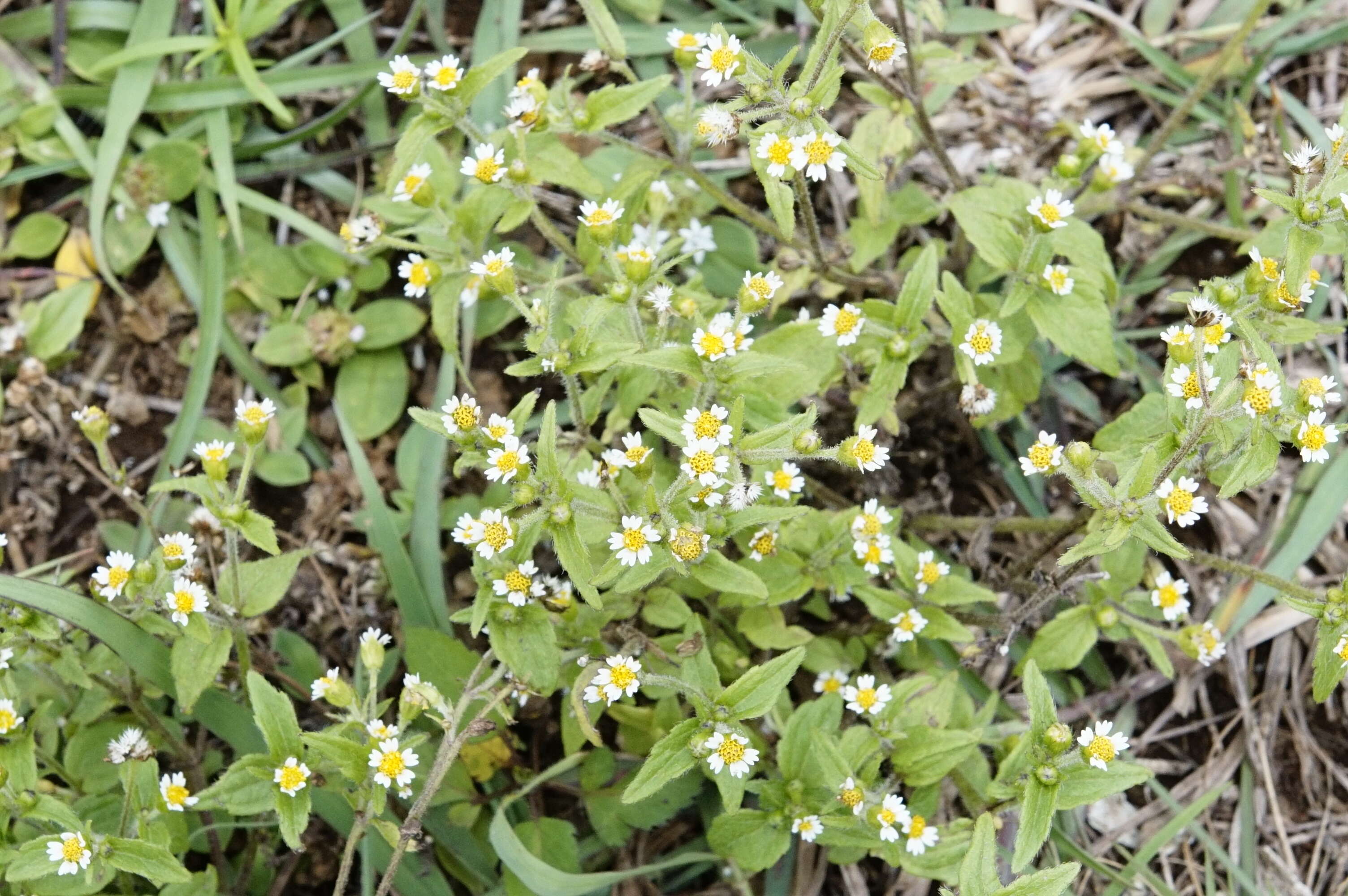 Image of Smooth peruvian daisy