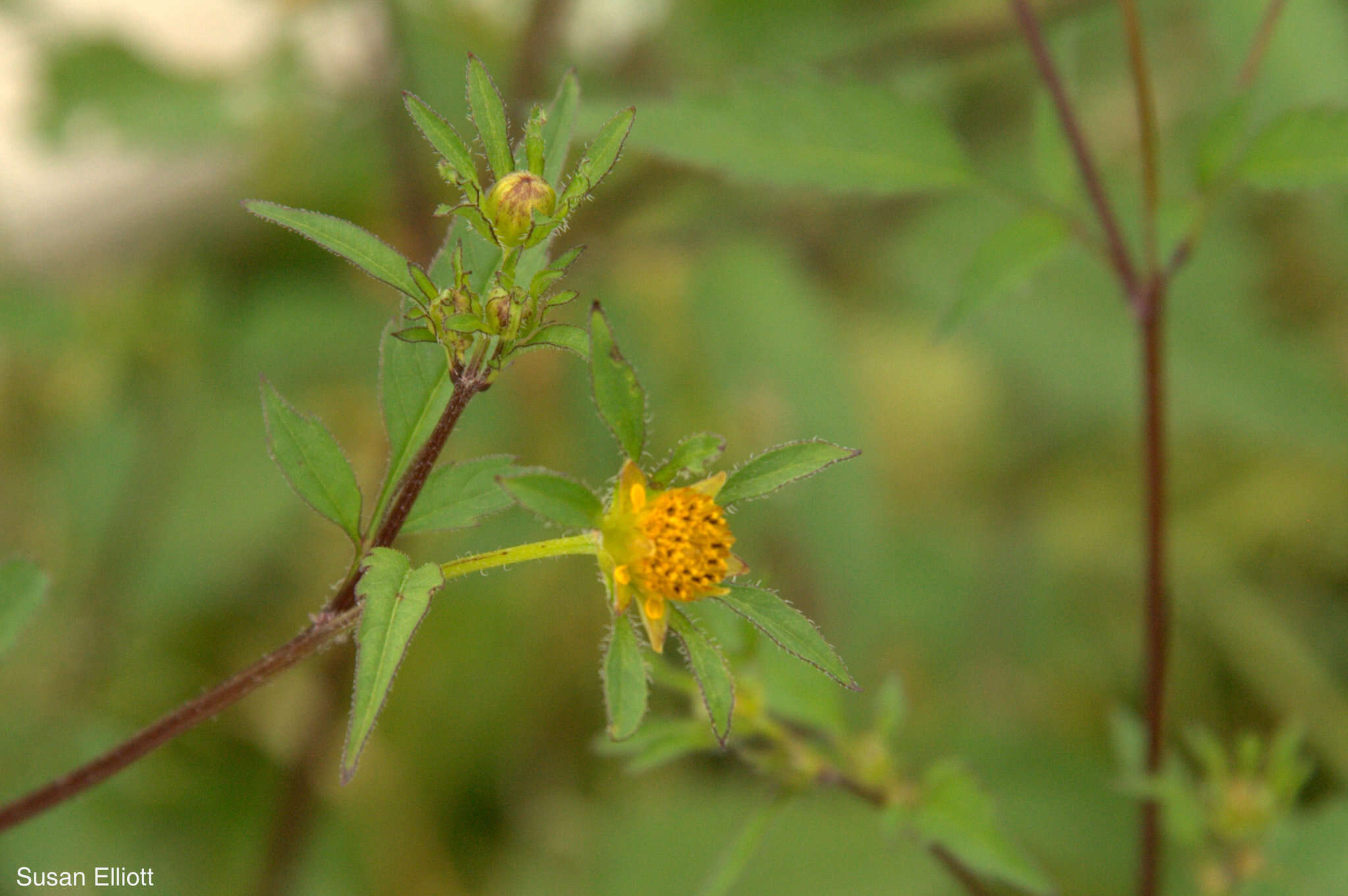 Image of devil's beggartick