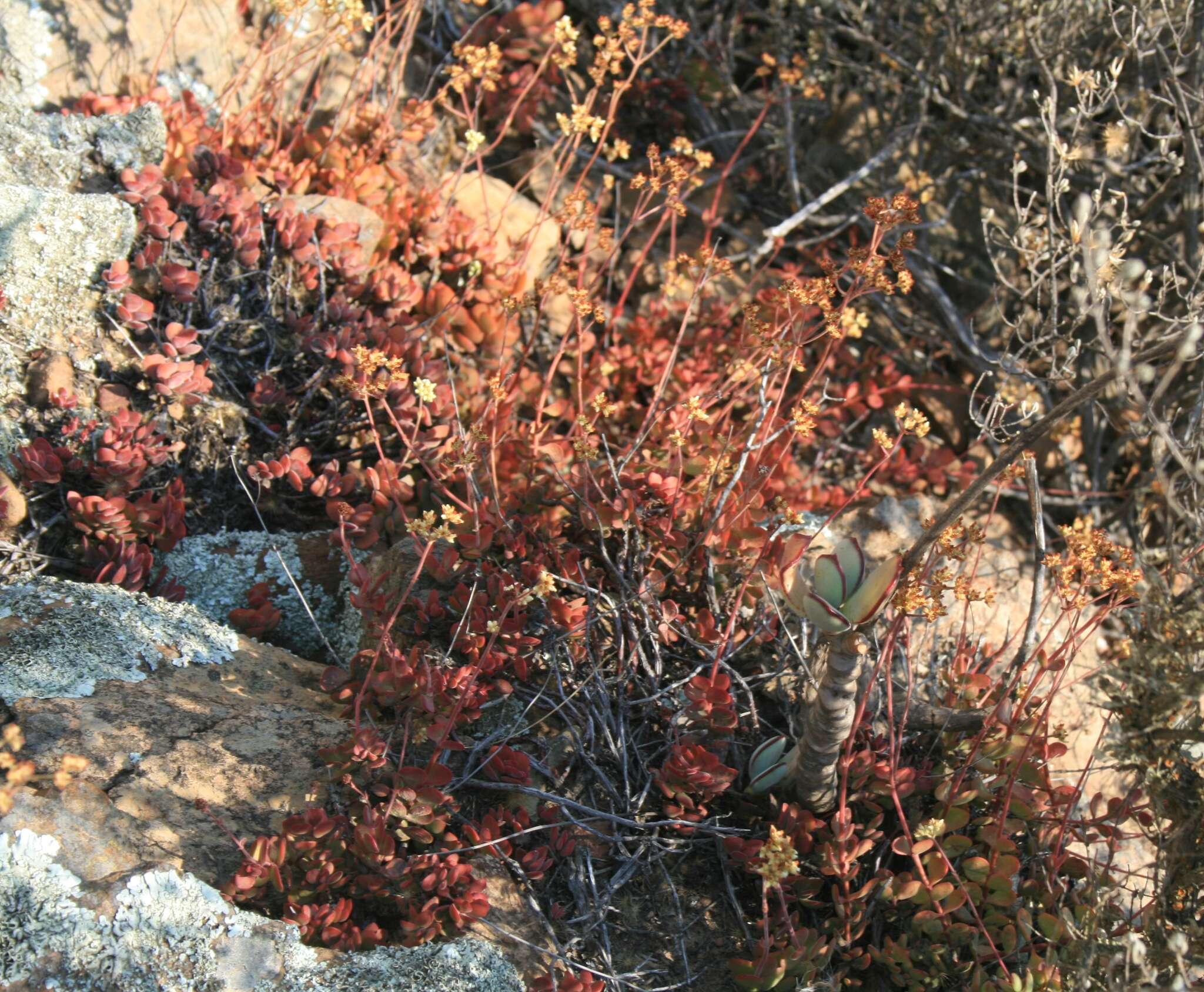 Image of Crassula atropurpurea var. muirii (Schönl.) G. D. Rowley