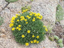 Image of pygmy goldenweed