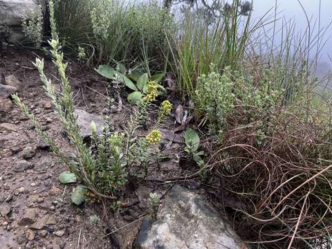 Image of Schizoglossum bidens E. Mey.