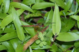 Image of Neurothemis intermedia (Rambur 1842)