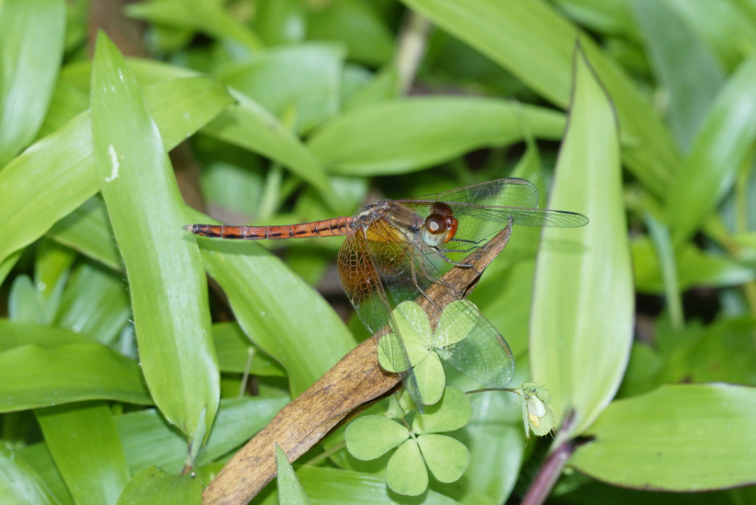 Image of Neurothemis intermedia (Rambur 1842)