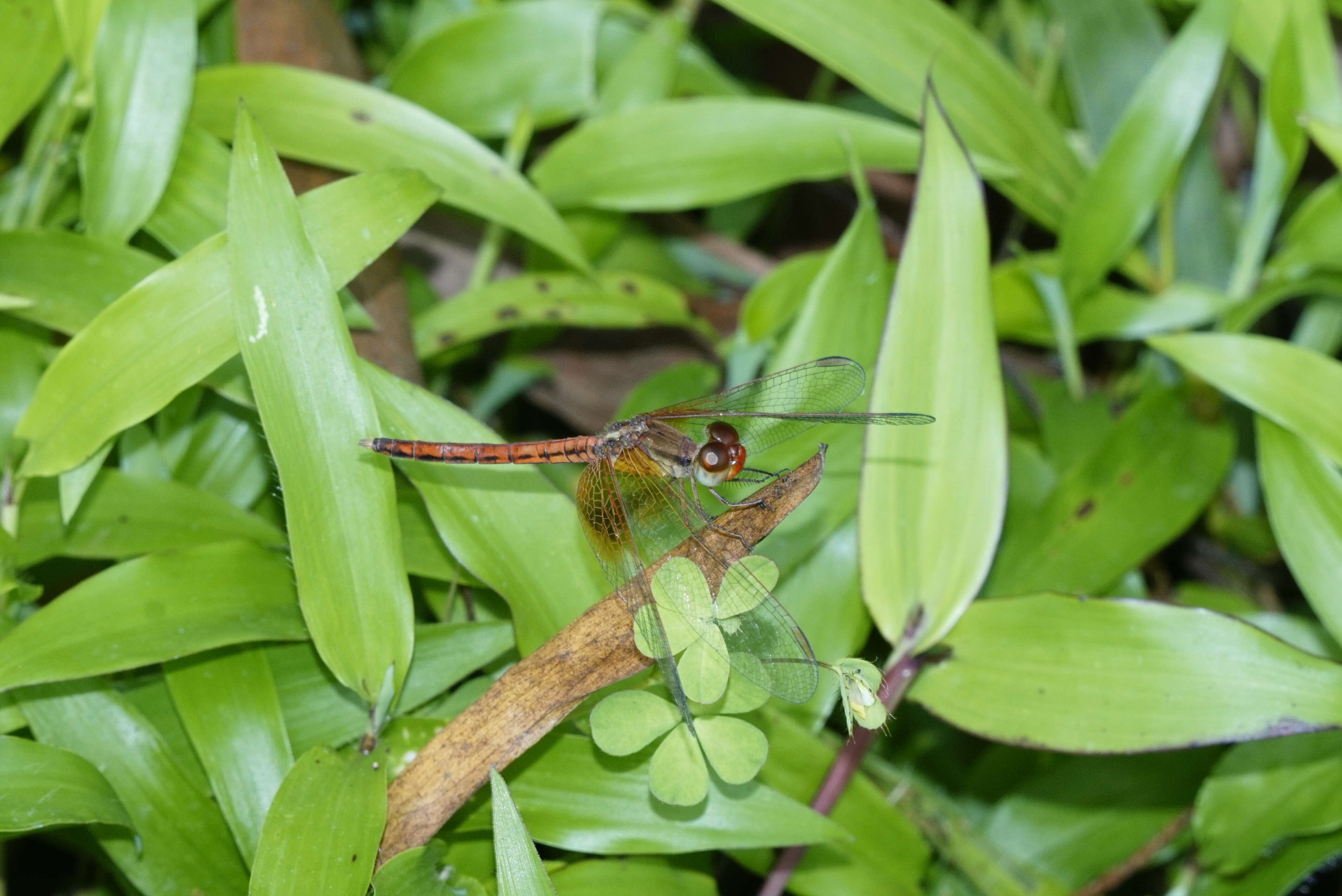 Image of Neurothemis intermedia (Rambur 1842)