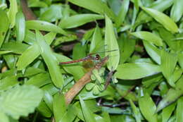 Image of Neurothemis intermedia (Rambur 1842)