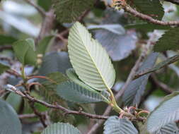 Cercocarpus macrophyllus C. Schneid.的圖片