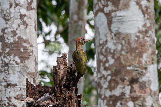 Picus vittatus Vieillot 1818 resmi