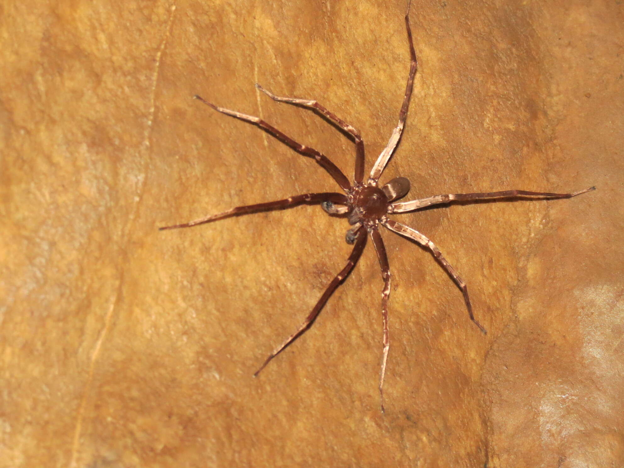 Image of Brachypelma hamorii Tesmoingt, Cleton & Verdez 1997