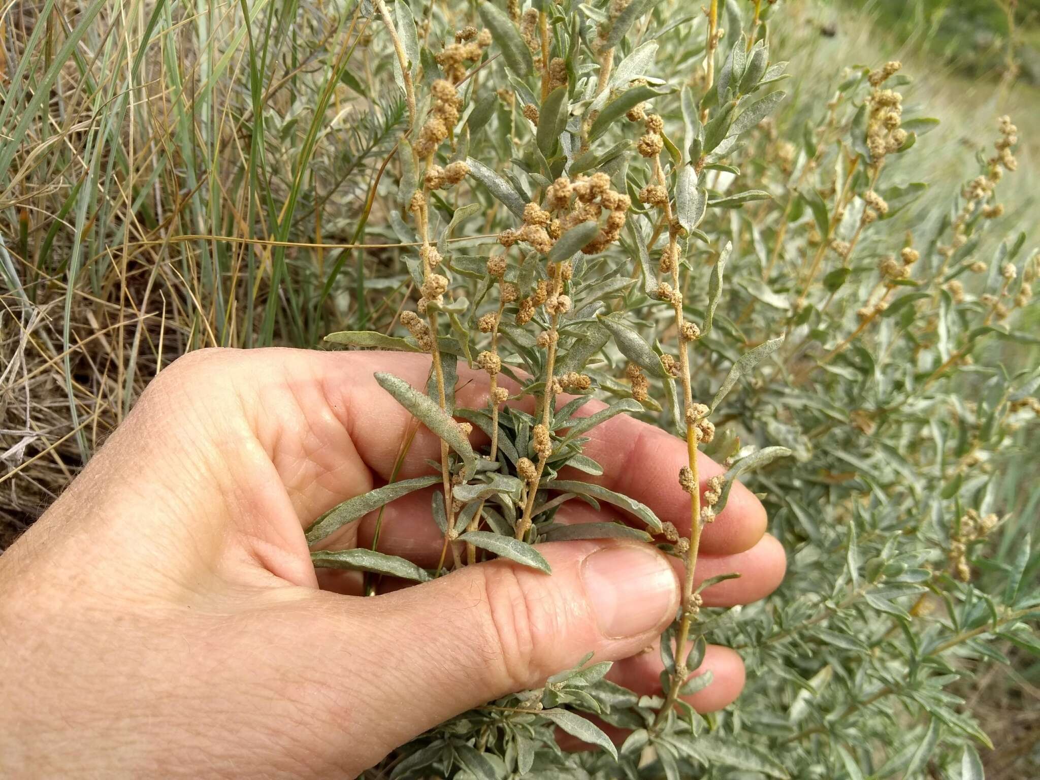 صورة <i>Atriplex <i>gardneri</i></i> var. gardneri