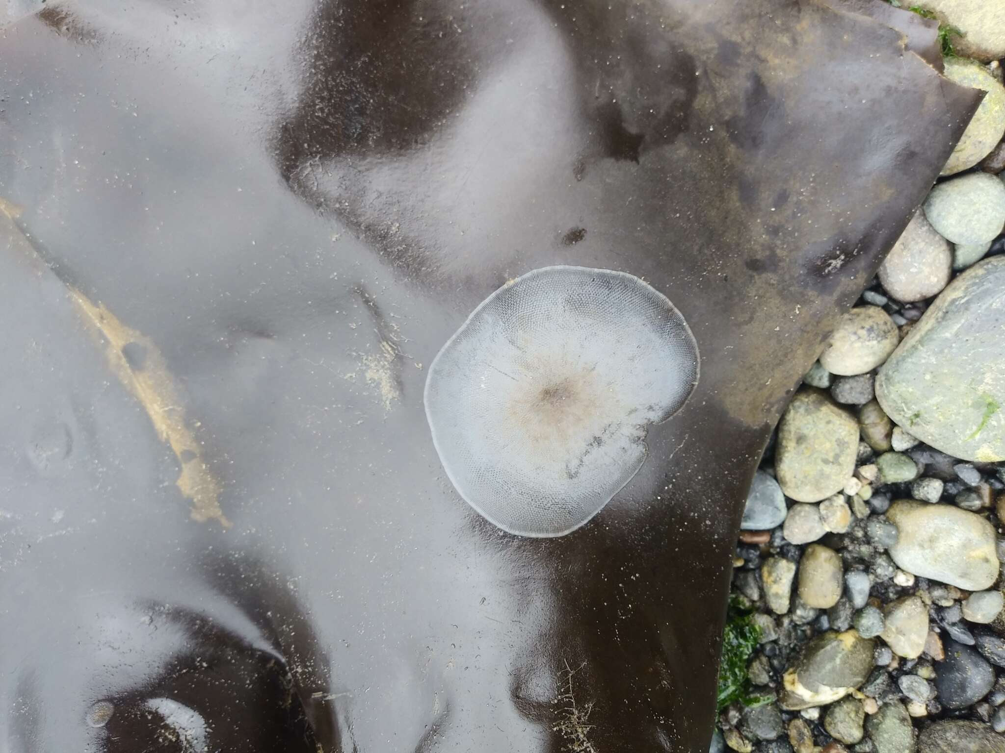 Image of Marine bryozoan