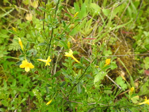 Image of Chrysojasminum fruticans (L.) Banfi