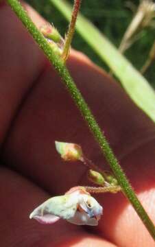 Image of hairy small-leaf ticktrefoil