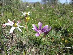 Image of Sparaxis grandiflora subsp. violacea (Eckl.) Goldblatt