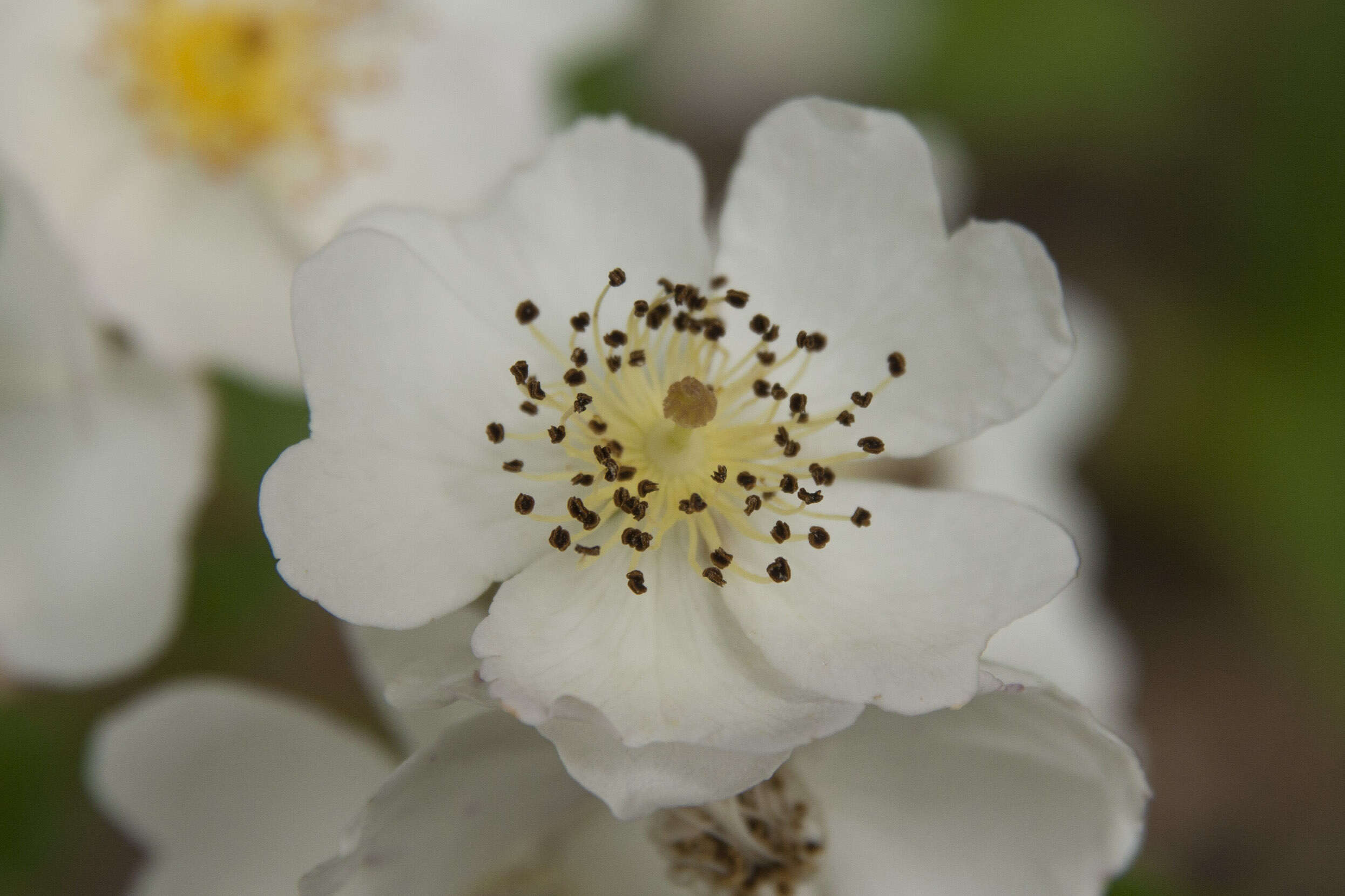 Image of Baby Rose