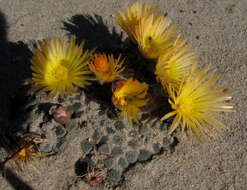 Image of Fenestraria rhopalophylla subsp. aurantiaca (N. E. Br.) H. E. K. Hartm.