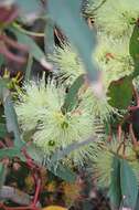 Imagem de Eucalyptus cornuta Labill.