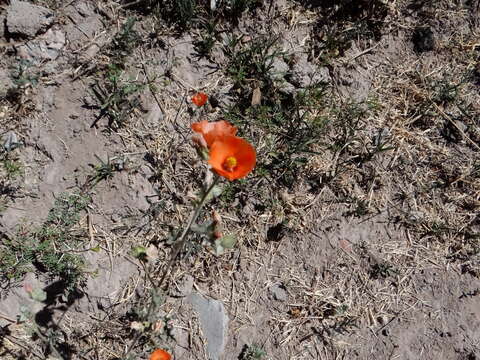 Image of Sphaeralcea miniata (Cav.) Spach