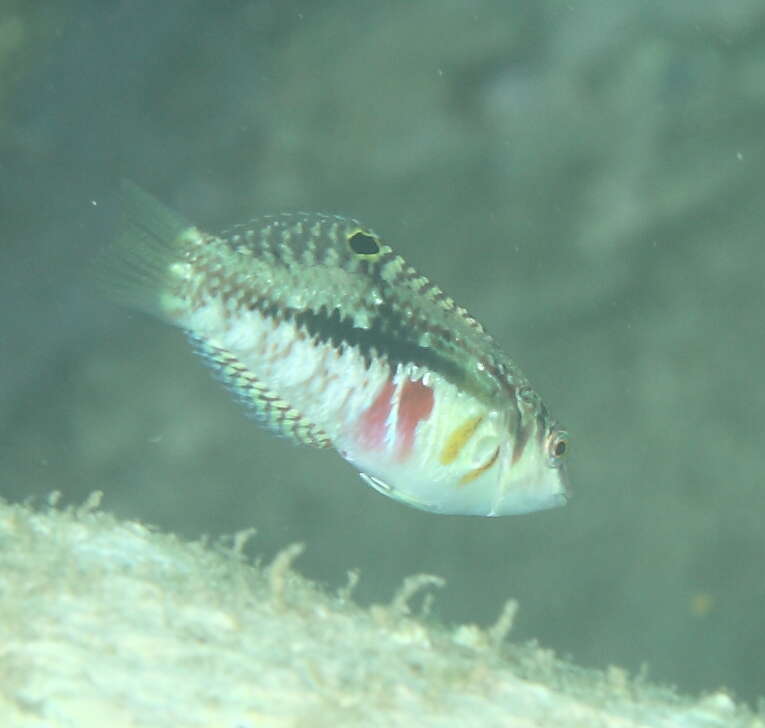 Image of Clouded rainbow fish