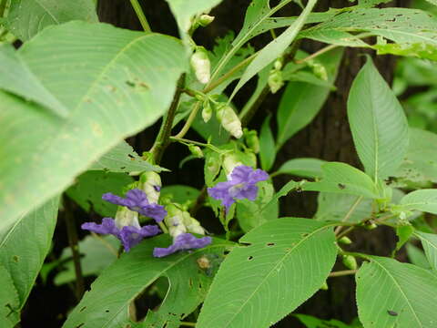 Image of Strobilanthes callosa Wall. ex Nees