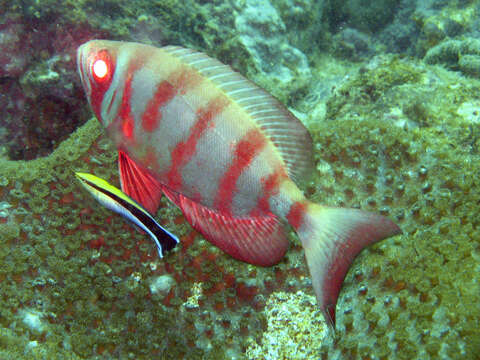 Image of Bloch&#39;s bigeye