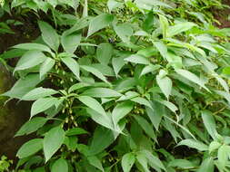 Image of Strobilanthes callosa Wall. ex Nees