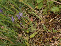 Image of Veronica satureiifolia Poit. & Turp.